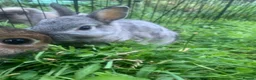 Netherland Dwarf rabbits for sale: URGENT 1 LEFT - Advert 25