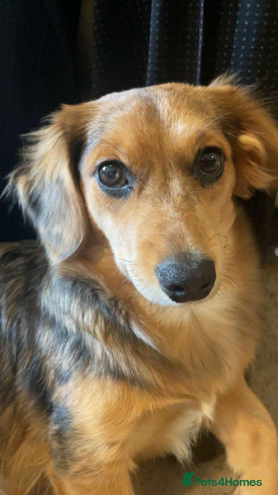 Mixed Breed dogs for sale: 3 beautiful playful puppies ready to go - Advert 1