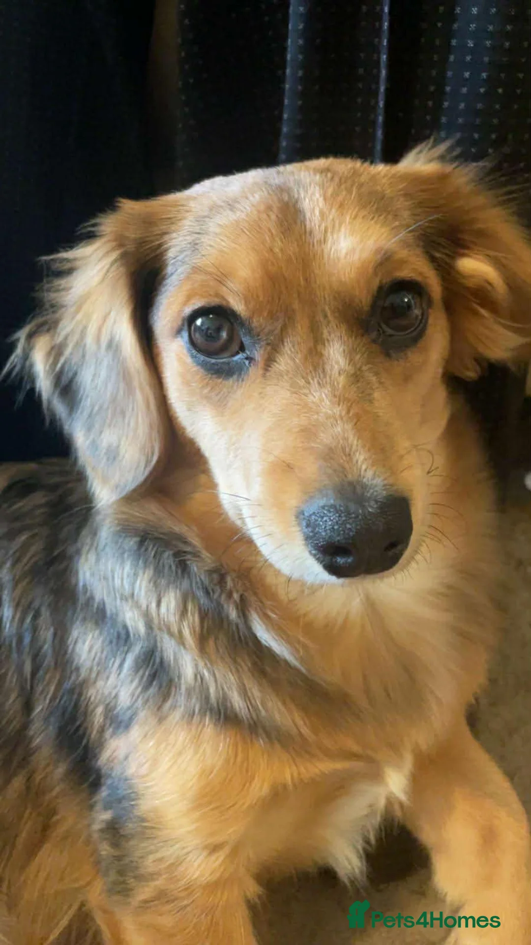 Mixed Breed dogs for sale: 3 beautiful playful puppies ready to go - Advert 1