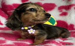 Miniature Dachshund dogs for sale: Beautiful mini long haired pups available  - Image 12