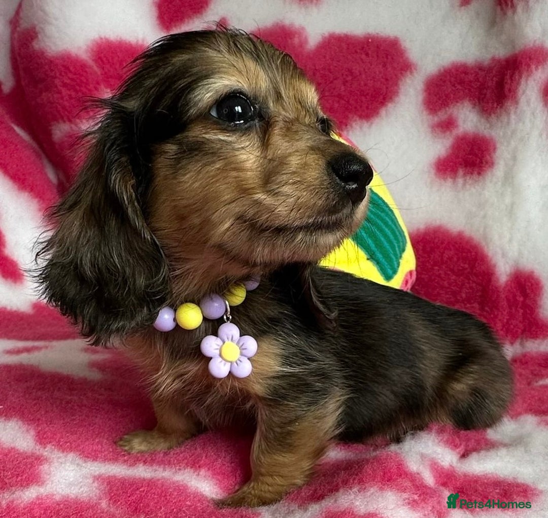 Miniature Dachshund dogs for sale: Beautiful mini long haired pups available  - Image 12