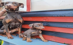 Dobermann dogs for sale: Doberman for sale ready now  - Image 3