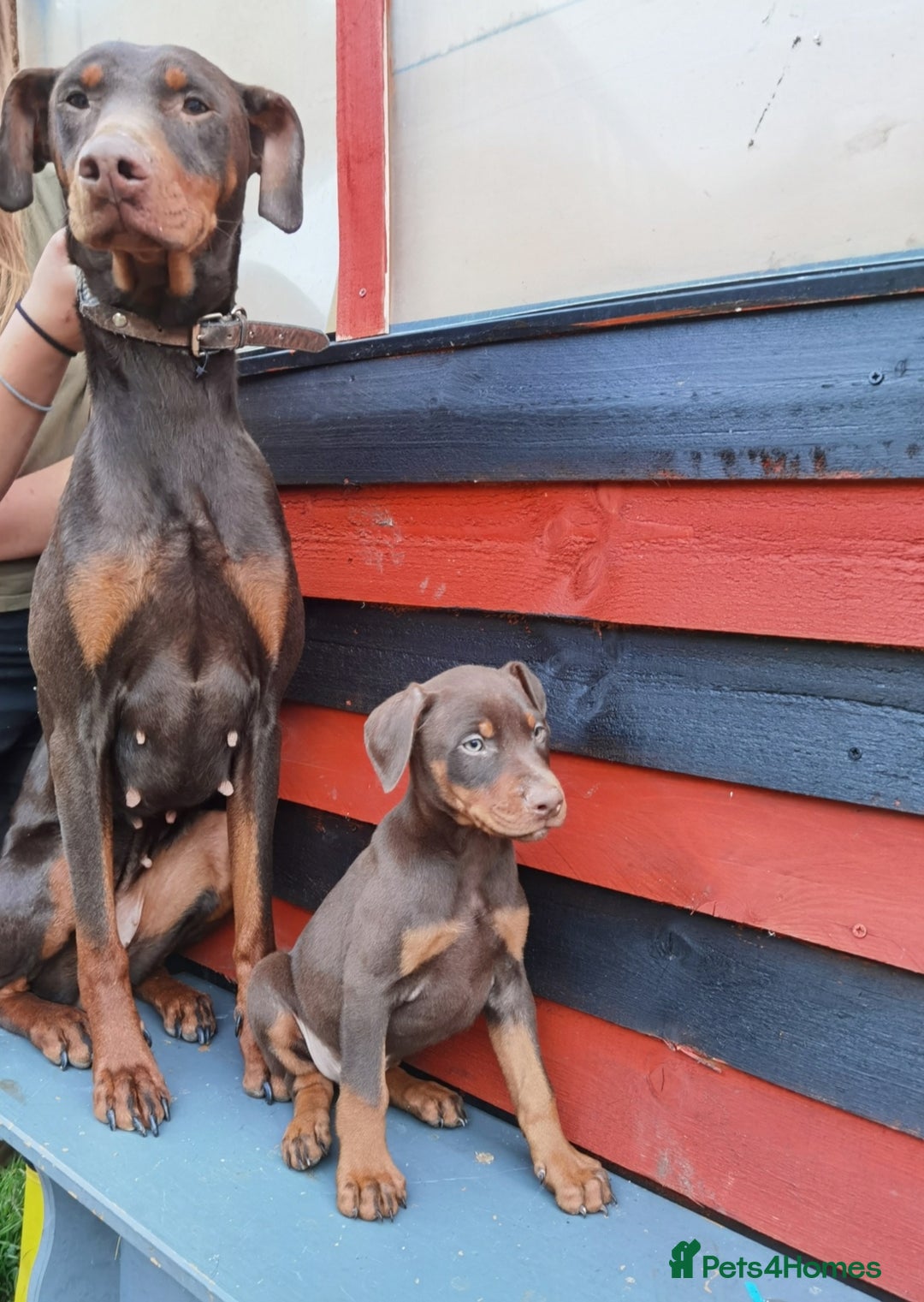 Dobermann dogs for sale: Doberman for sale ready now  - Image 3