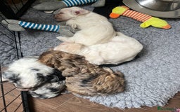 Mixed Breed dogs for sale: Gorgeous little Peekapoo’s - Image 3