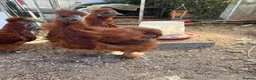 Chickens poultry for sale: Red silkie roosters  in Wakefield - Advert 3