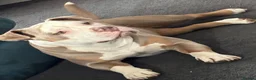 American Bully dogs for sale: Pocket bully pups  in Newcastle upon Tyne - Advert 1