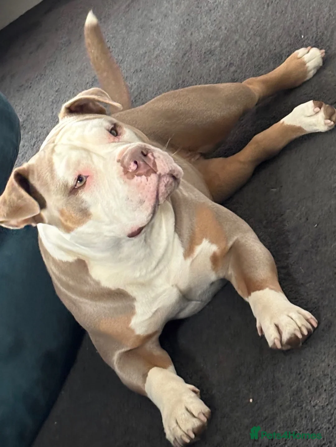 American Bully dogs for sale: Pocket bully pups  in Newcastle upon Tyne - Advert 1