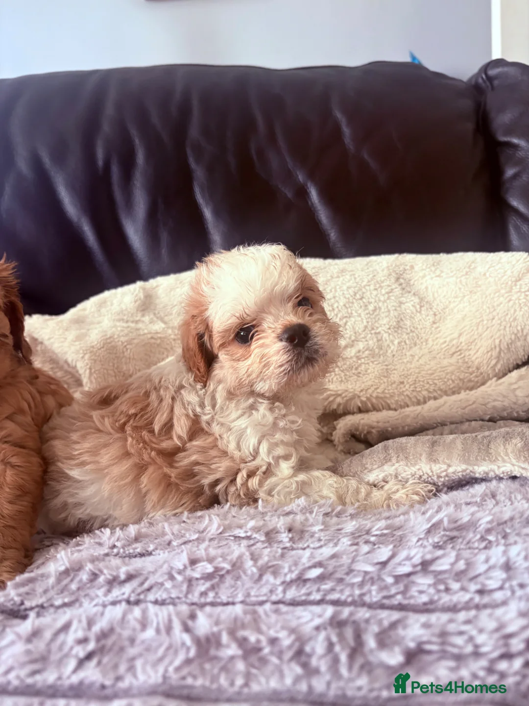 Cavapoo dogs for sale: Cavapoo Puppies - Advert 2