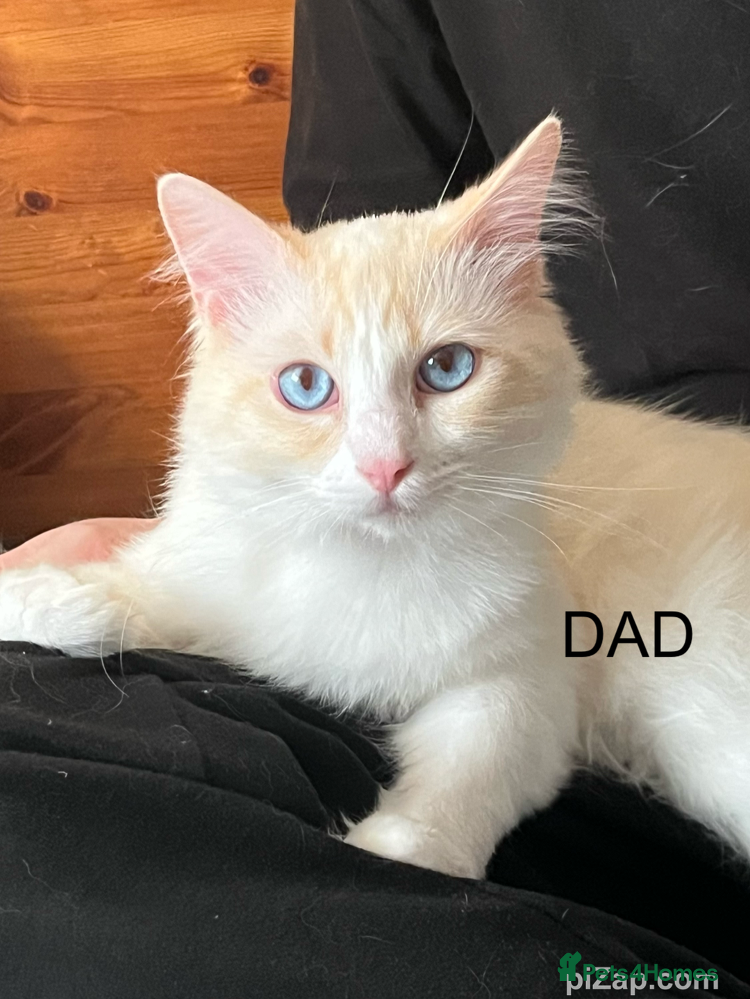 Ragdoll cats for sale: Ragdoll kittens - Image 4