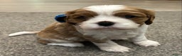 Cavalier King Charles Spaniel dogs for sale: KC registered Cavalier King Spaniel puppies - Advert 9