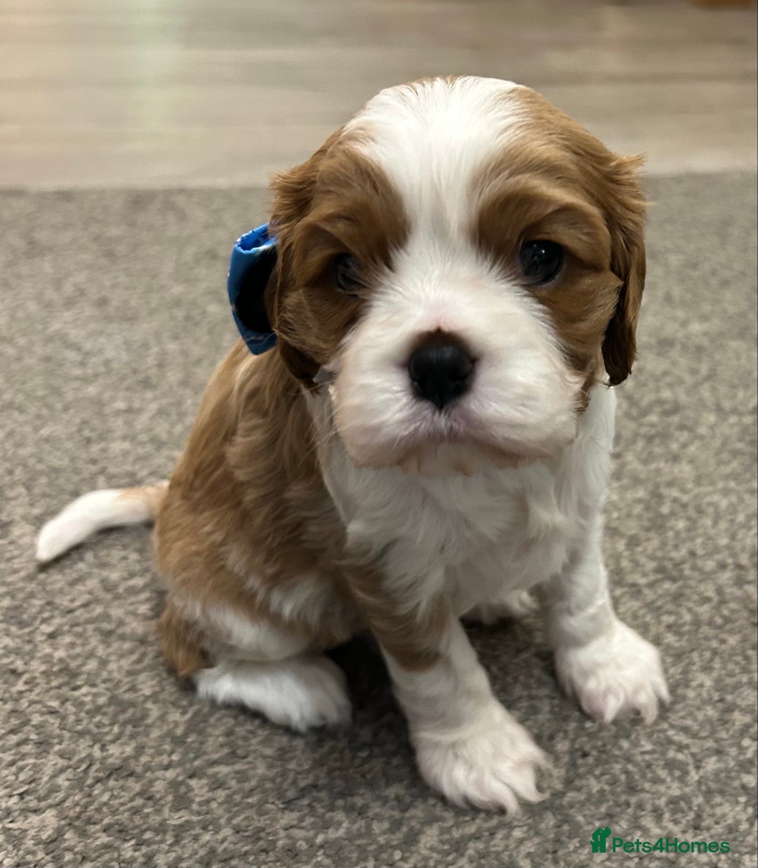 Cavalier King Charles Spaniel dogs for sale: KC registered Cavalier King Spaniel puppies - Advert 9