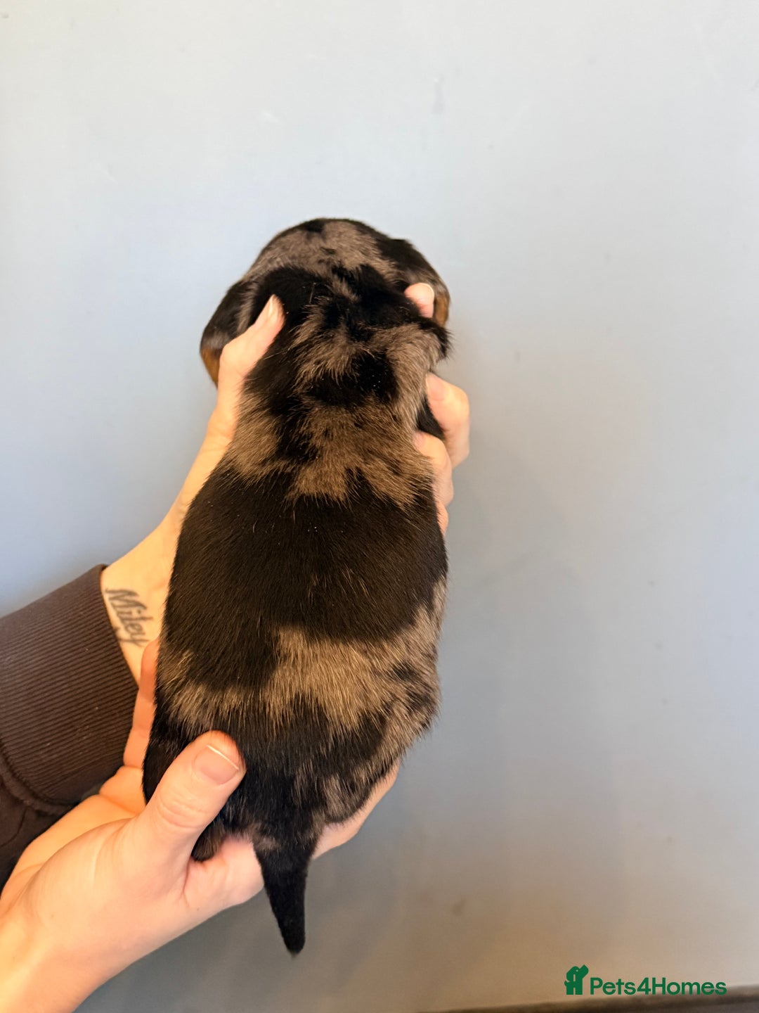 Miniature Dachshund dogs for sale: Miniature dapple daschund puppies for sale - Advert 40