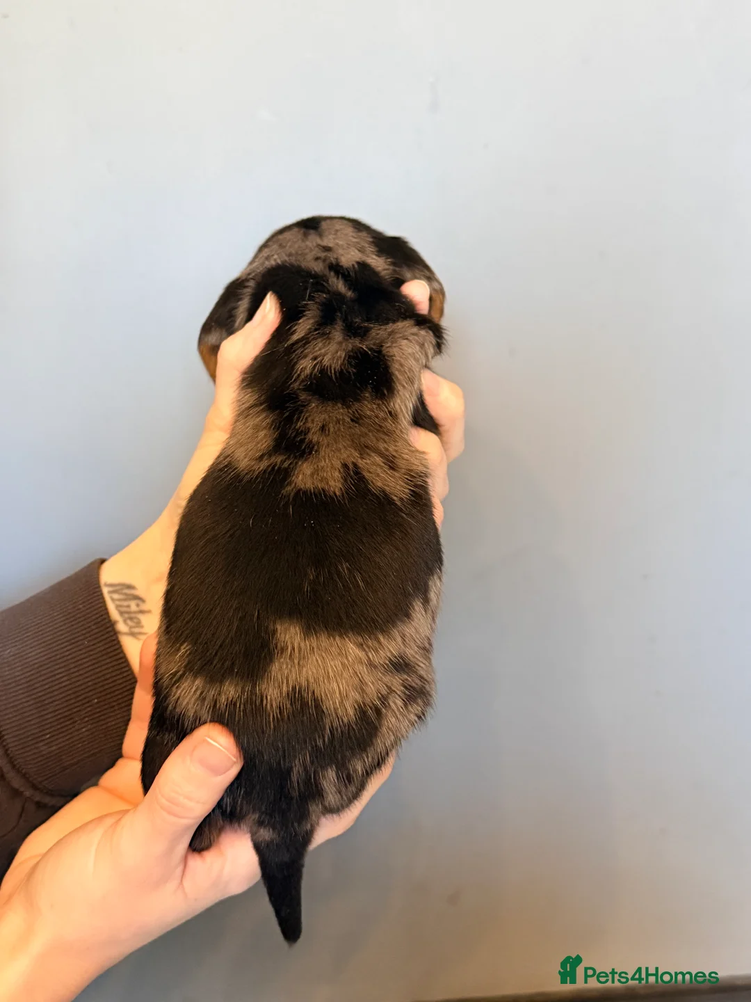 Miniature Dachshund dogs for sale: READY TO GO! dapple/merle daschund puppies - Advert 40