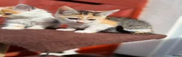 Mixed Breed cats for sale: Mixed ragdolls - Advert 9