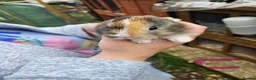 Mixed Breed rabbits for sale: Minilop x rex rabbits  - Advert 32