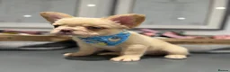 French Bulldog dogs for sale: Fully Vaccinated Fluffy French Bulldog Puppies - Advert 8