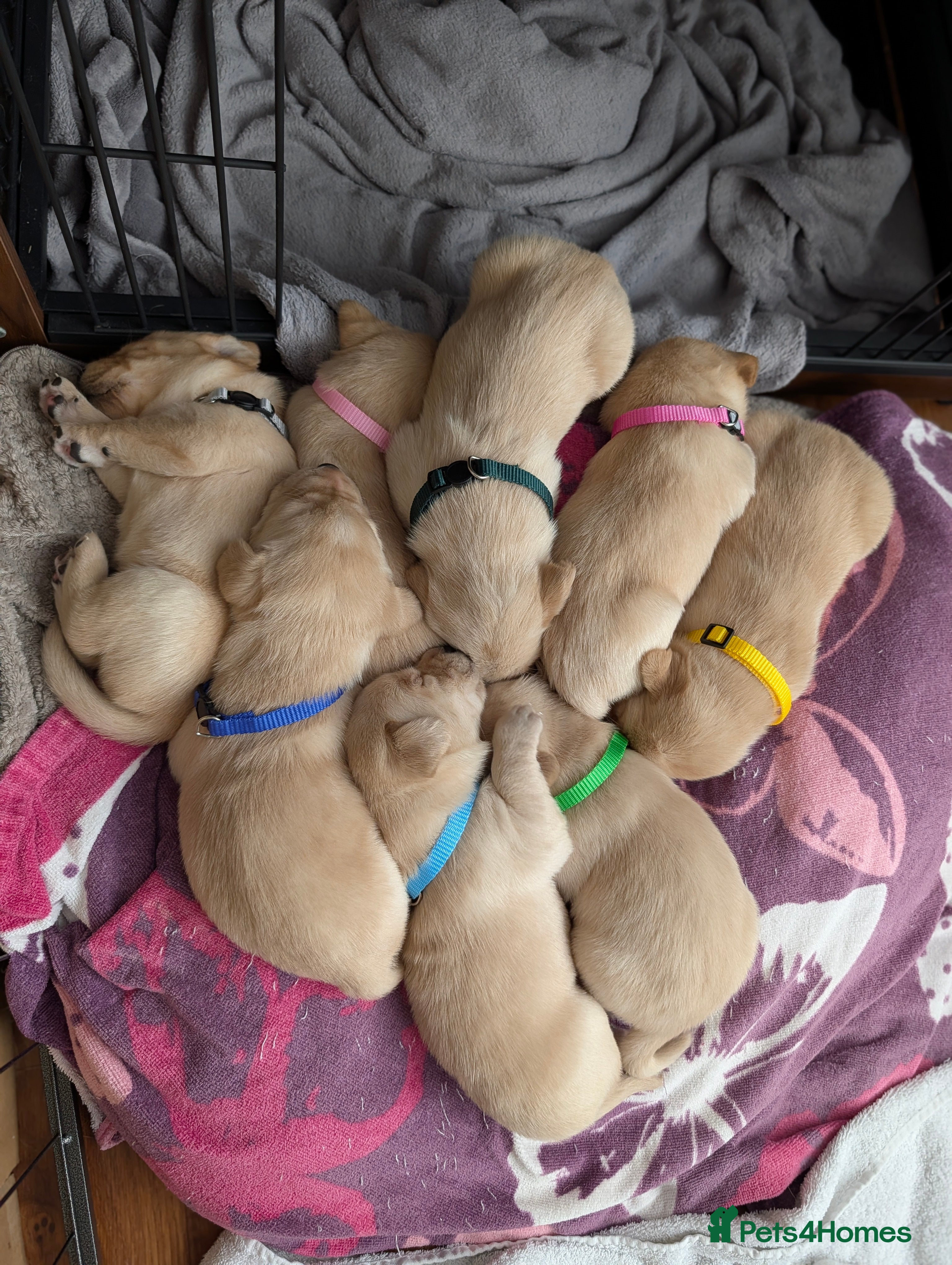 Labrador Retriever dogs KC Registered Red Fox/Yellow Labrador Puppies  - Advert 15