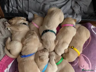 Labrador Retriever dogs KC Registered Red Fox/Yellow Labrador Puppies - Advert 15