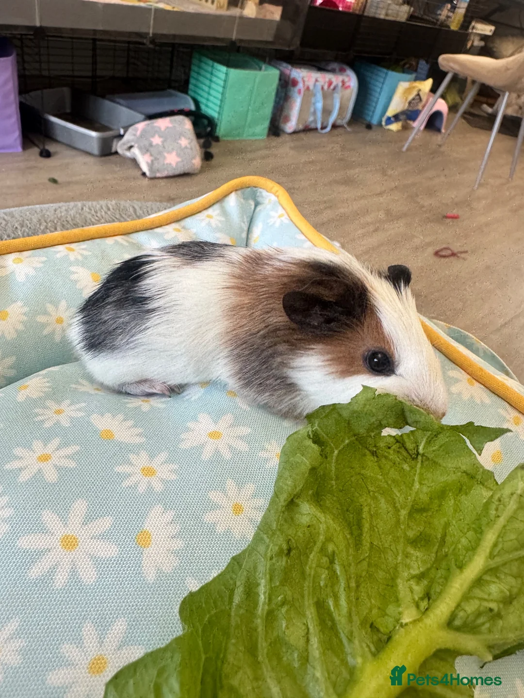 Guinea Pig rodents for sale: Single male young guinea pig  - Advert 2