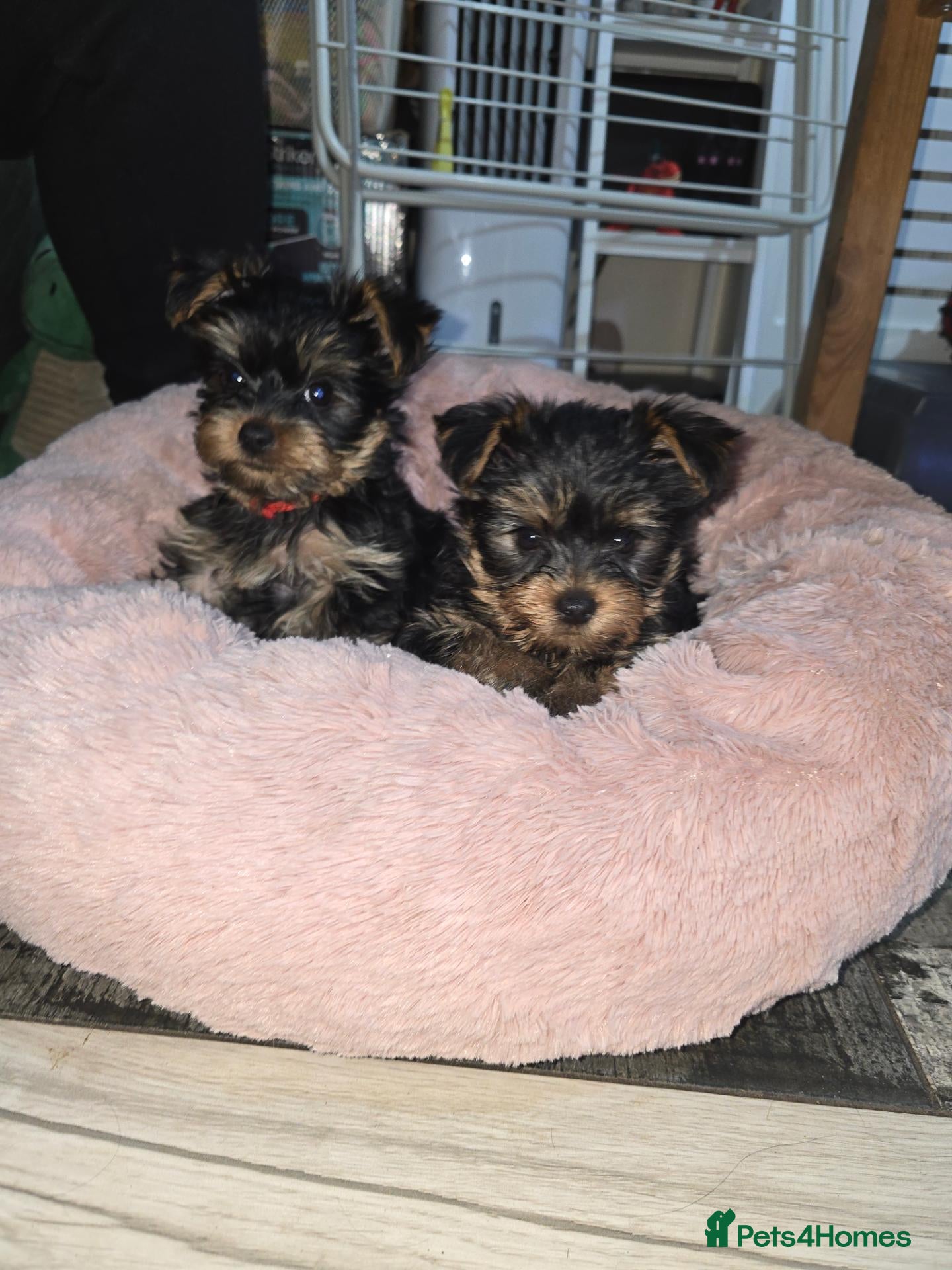 Yorkshire Terrier dogs 5 cute cuddly puppies looking for new loving homes - Advert 18