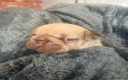 French Bulldog dogs for sale: Beautiful Rainbow Litter of Frenchies - Image 6