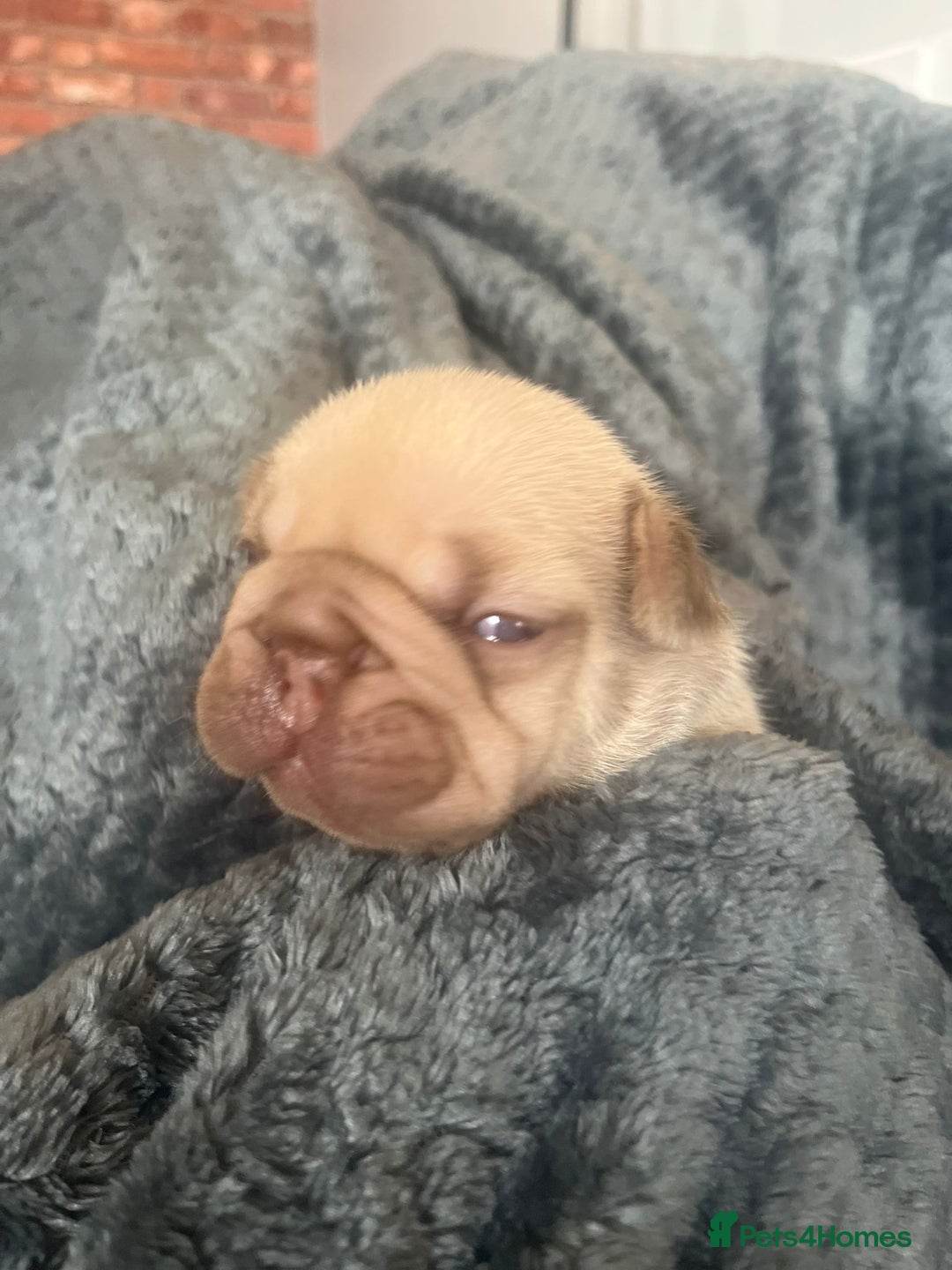 French Bulldog dogs for sale: Beautiful Rainbow Litter of Frenchies - Image 6