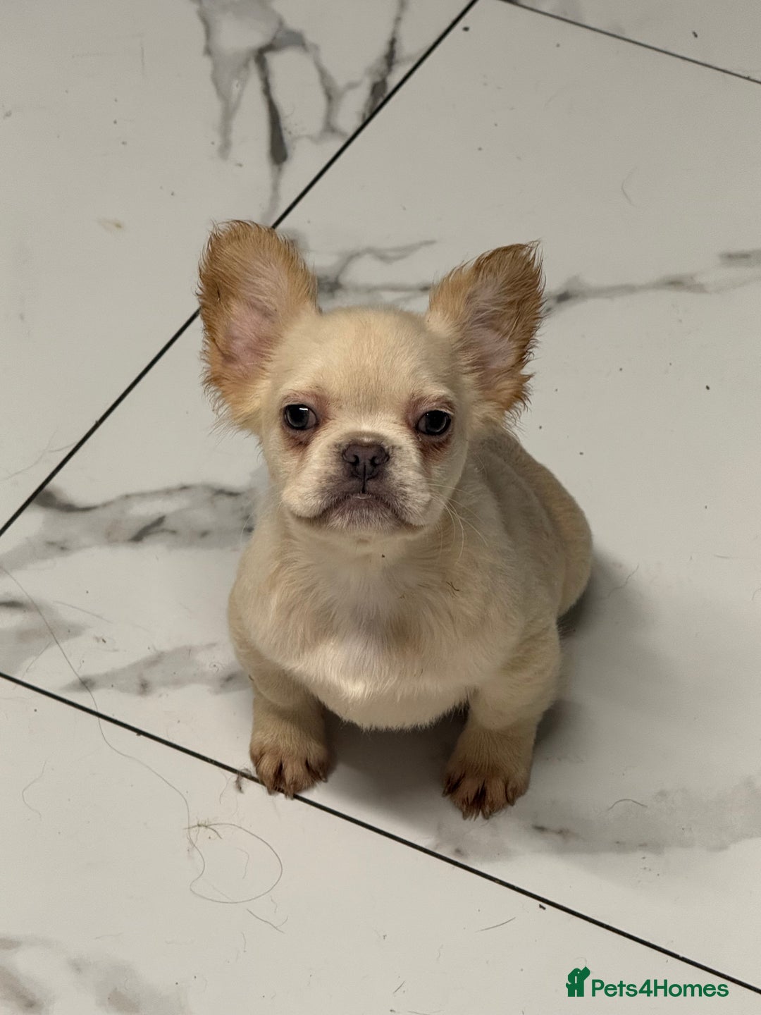 French Bulldog dogs for sale: Beautiful fluffy/ fluffy carrier Frenchie pups  - Advert 18