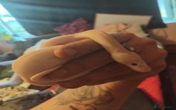 Python Snake reptiles for sale: 2x baby royal pythons - Image 3