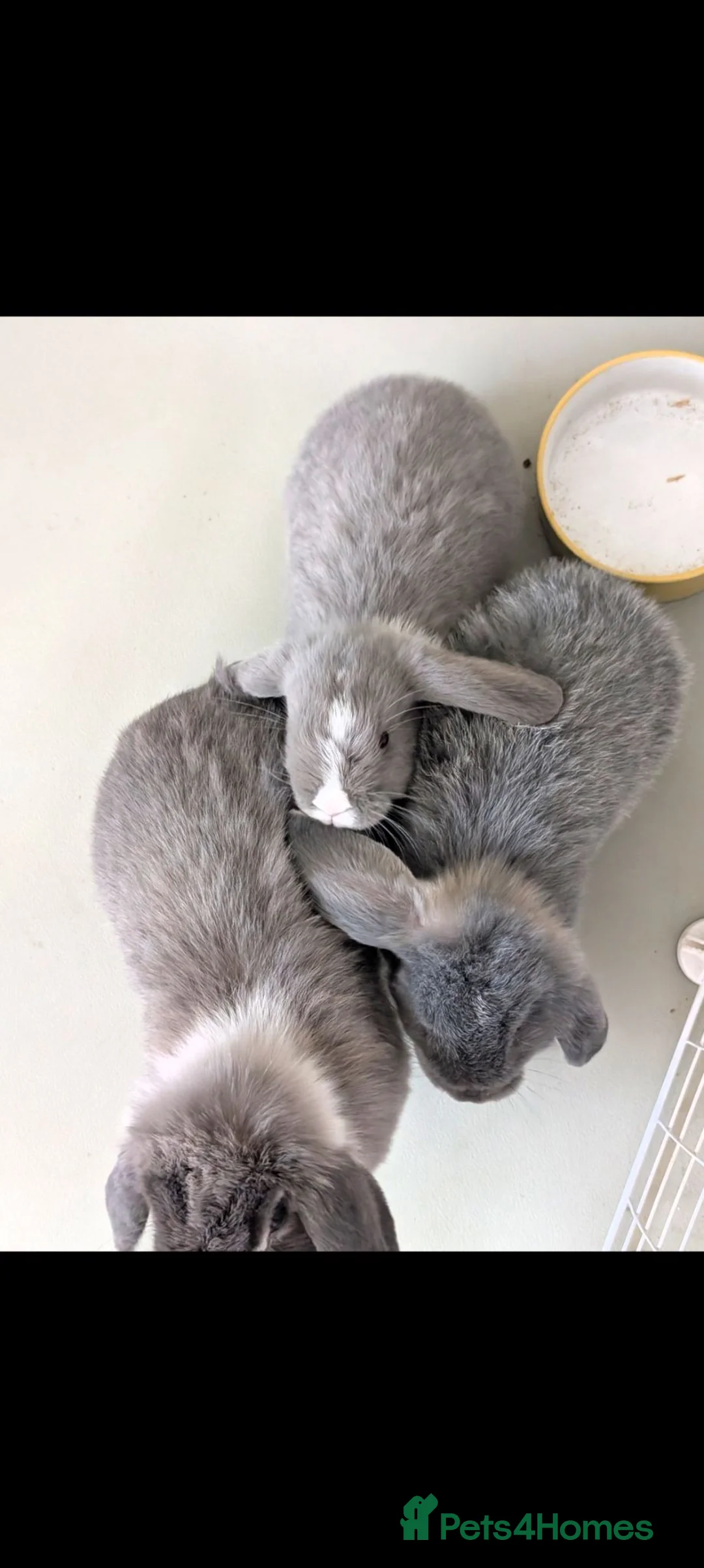 Mini Lop rabbits for sale: Beautiful mini lop - Advert 7