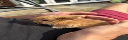 Mini Lop rabbits for sale: Mini lop rabbits - Advert 15