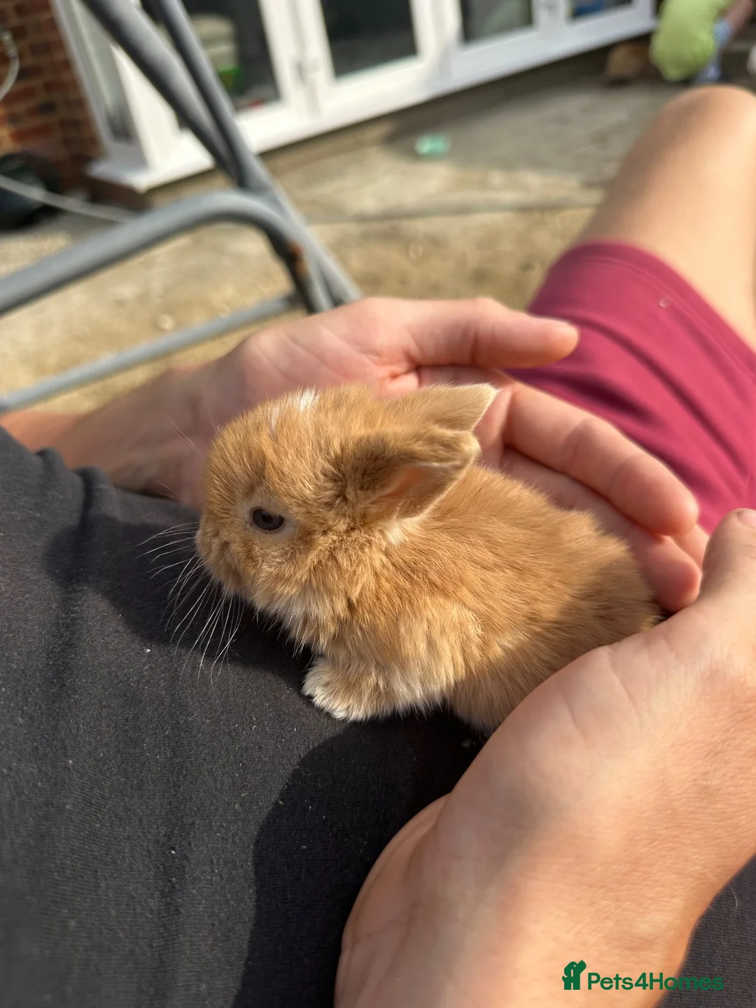 Mini Lop rabbits for sale: Mini lop rabbits - Advert 15