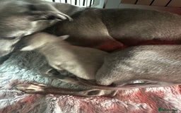 Italian Greyhound dogs for sale: 1 KC reg boy available  - Image 7