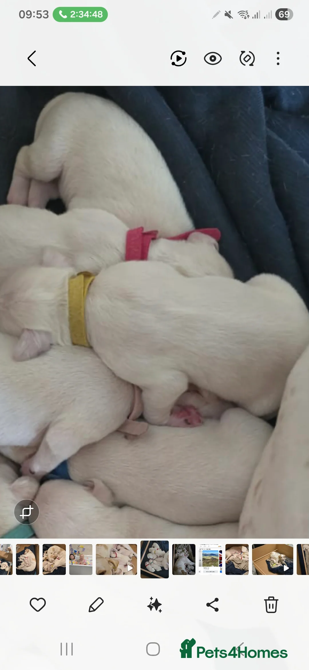 Mixed Breed dogs for sale: English pointer cross saluki/greyhound  - Advert 40