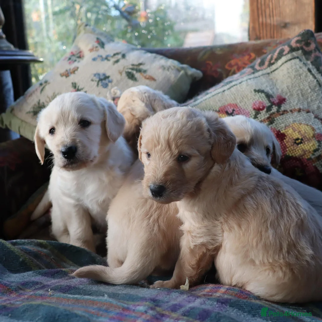 Labradoodle dogs for sale: Lovely Labradoodle Puppies - Advert 1