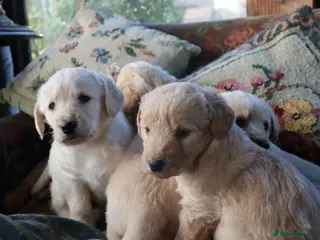 Labradoodle dogs Lovely Labradoodle Puppies - Advert 3