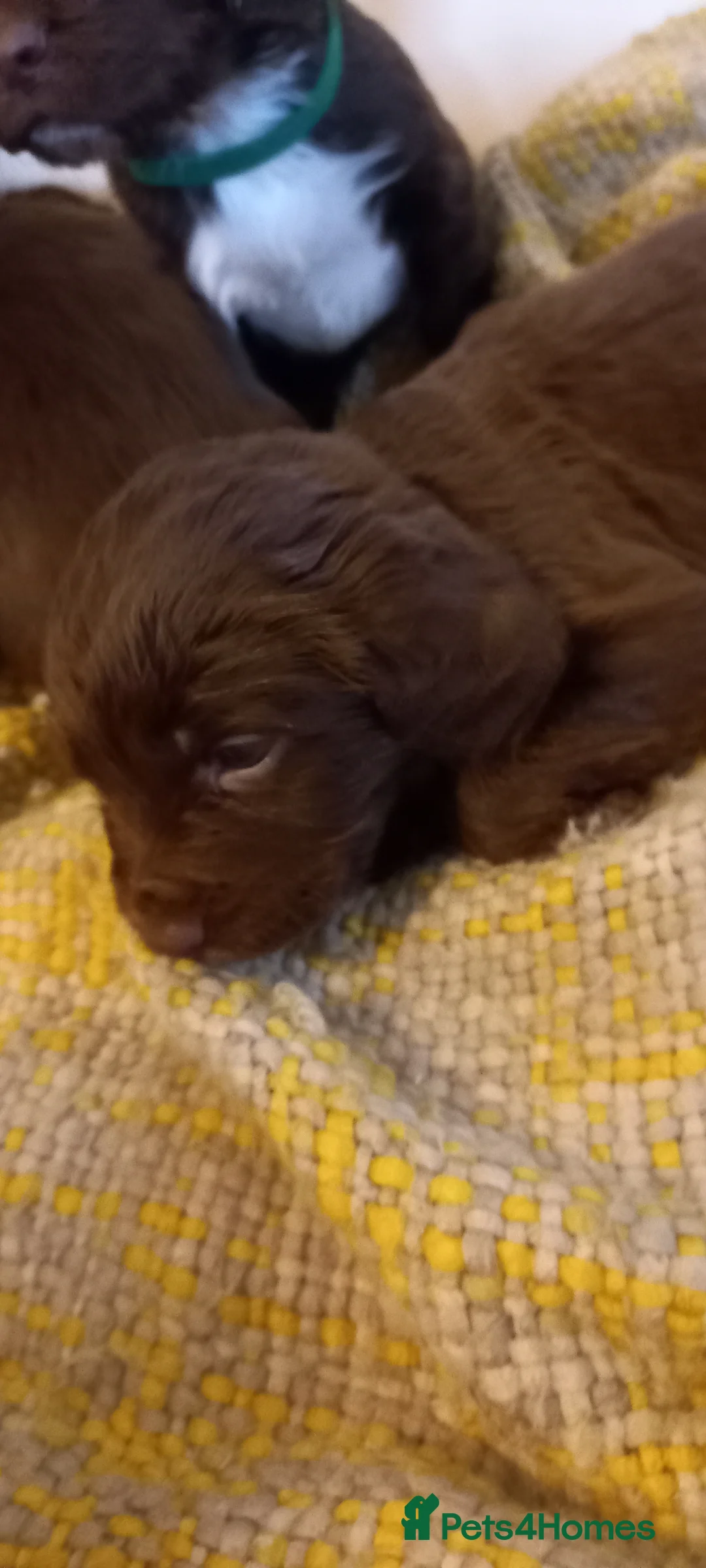 Cocker Spaniel dogs for sale: Gorgeous chocolate cocker spaniels  - Advert 8