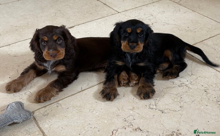 Cocker Spaniel dogs - Advert 13