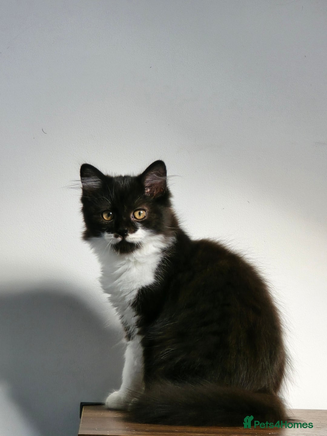 British Longhair cats for sale: British Long Hair Male kittens ( only 1 left) - Advert 7