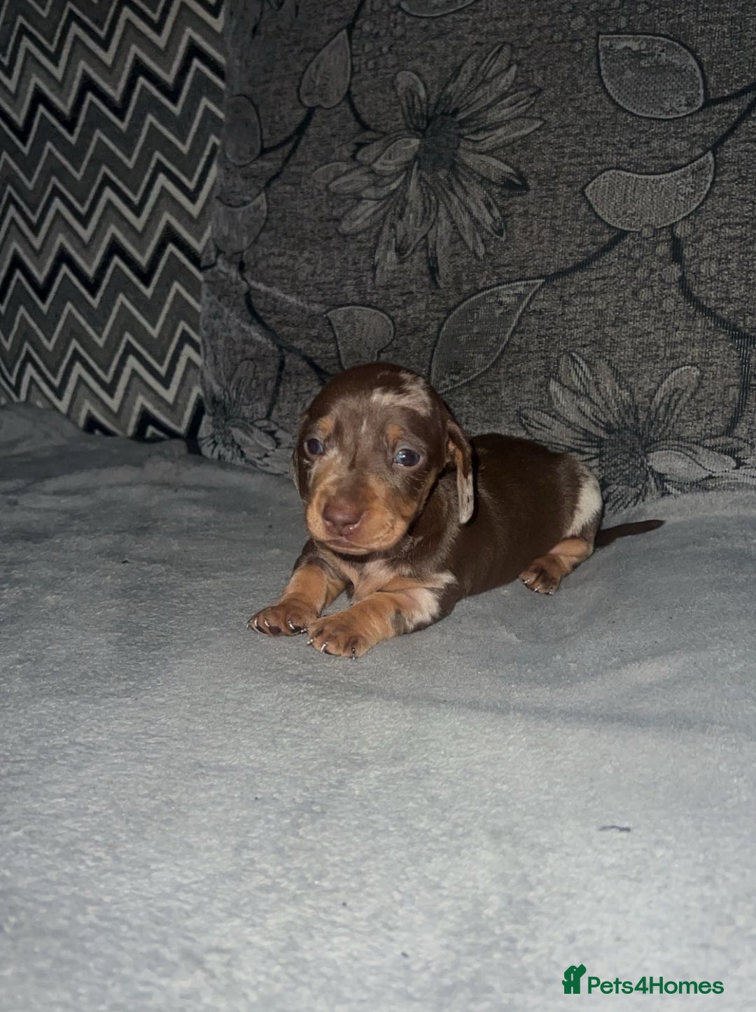 Miniature Dachshund dogs for sale: Mini dauchunds puppies - Advert 10