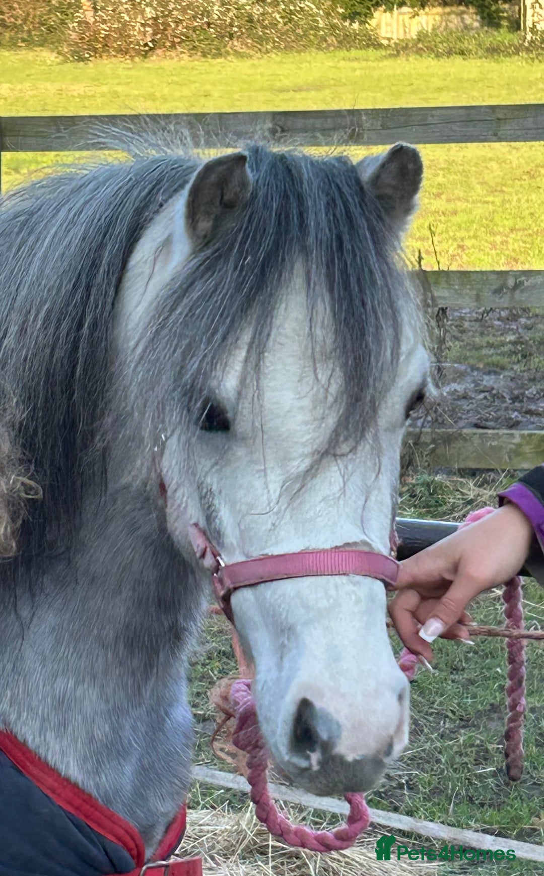 Welsh Section A horses for sale: Super pony ready for new family  - Image 6