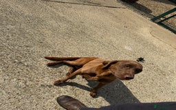 Labrador Retriever dogs for sale: Beautiful chocolate girl looking for new home  - Image 2