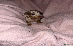 Dachshund dogs for sale: Isabelle and tan dachshund pups  - Image 7