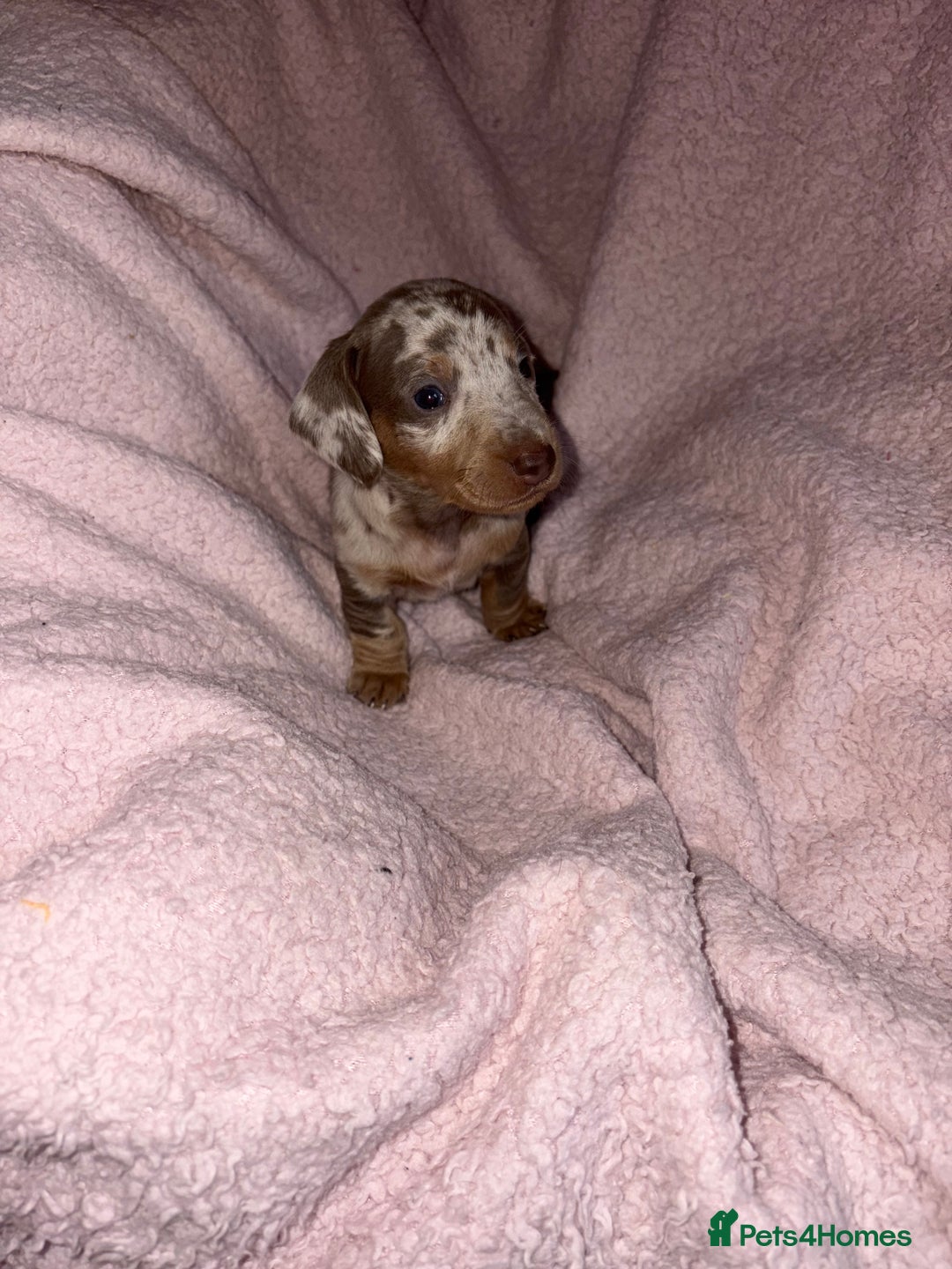 Dachshund dogs for sale: Isabelle and tan dachshund pups  - Image 7