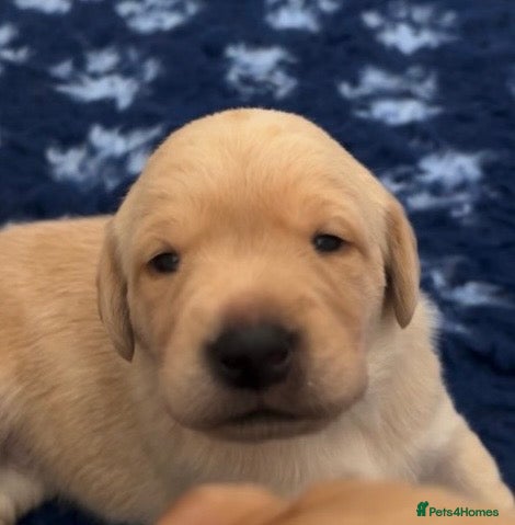 Labrador Retriever dogs Stunning KC Registered Champion line Puppies  - Advert 1