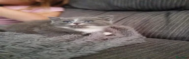 Kitten 1 boy 