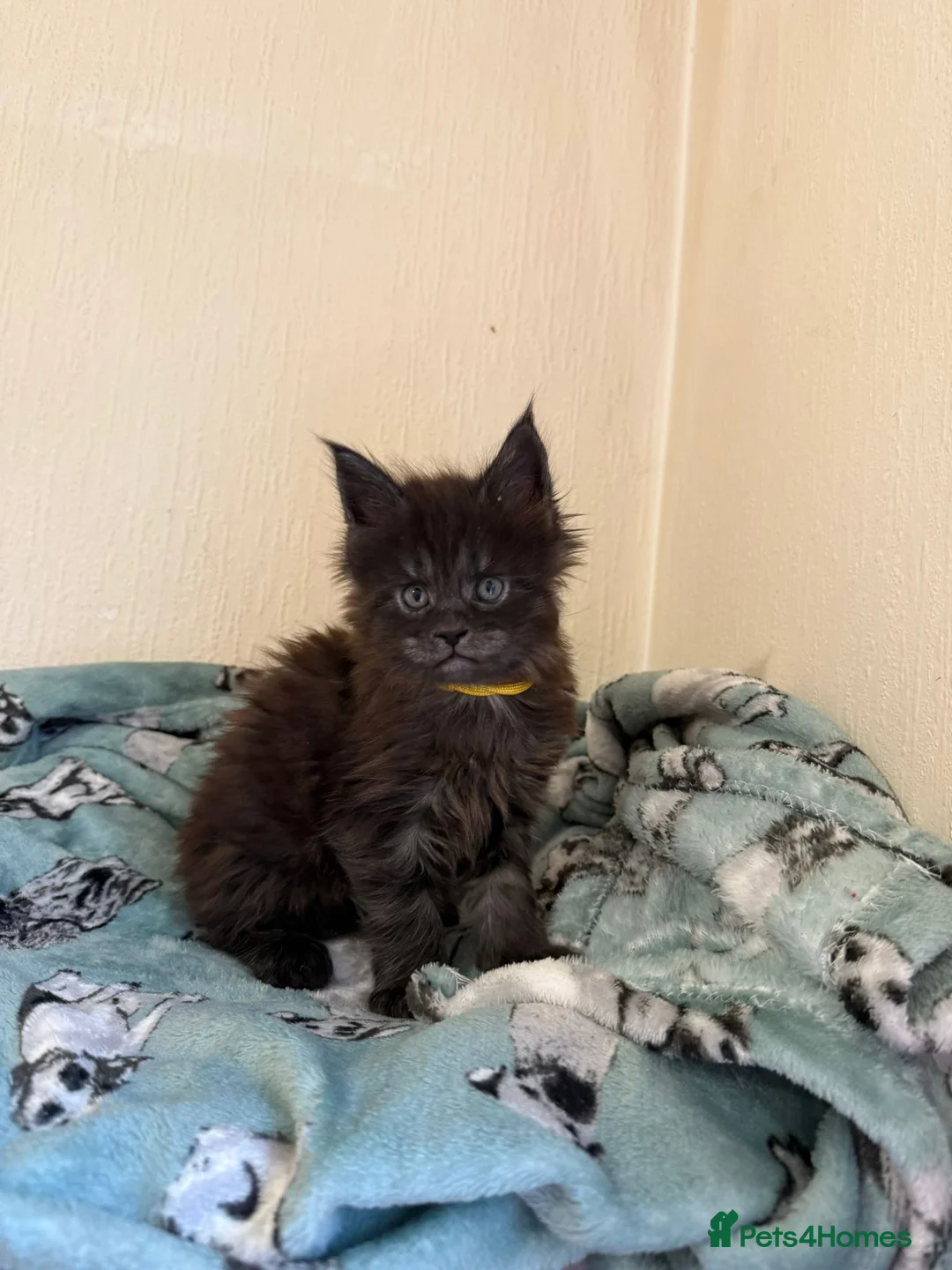 Maine Coon cats for sale: Pedigree Tica Russian Import line Maine Coons - Advert 6
