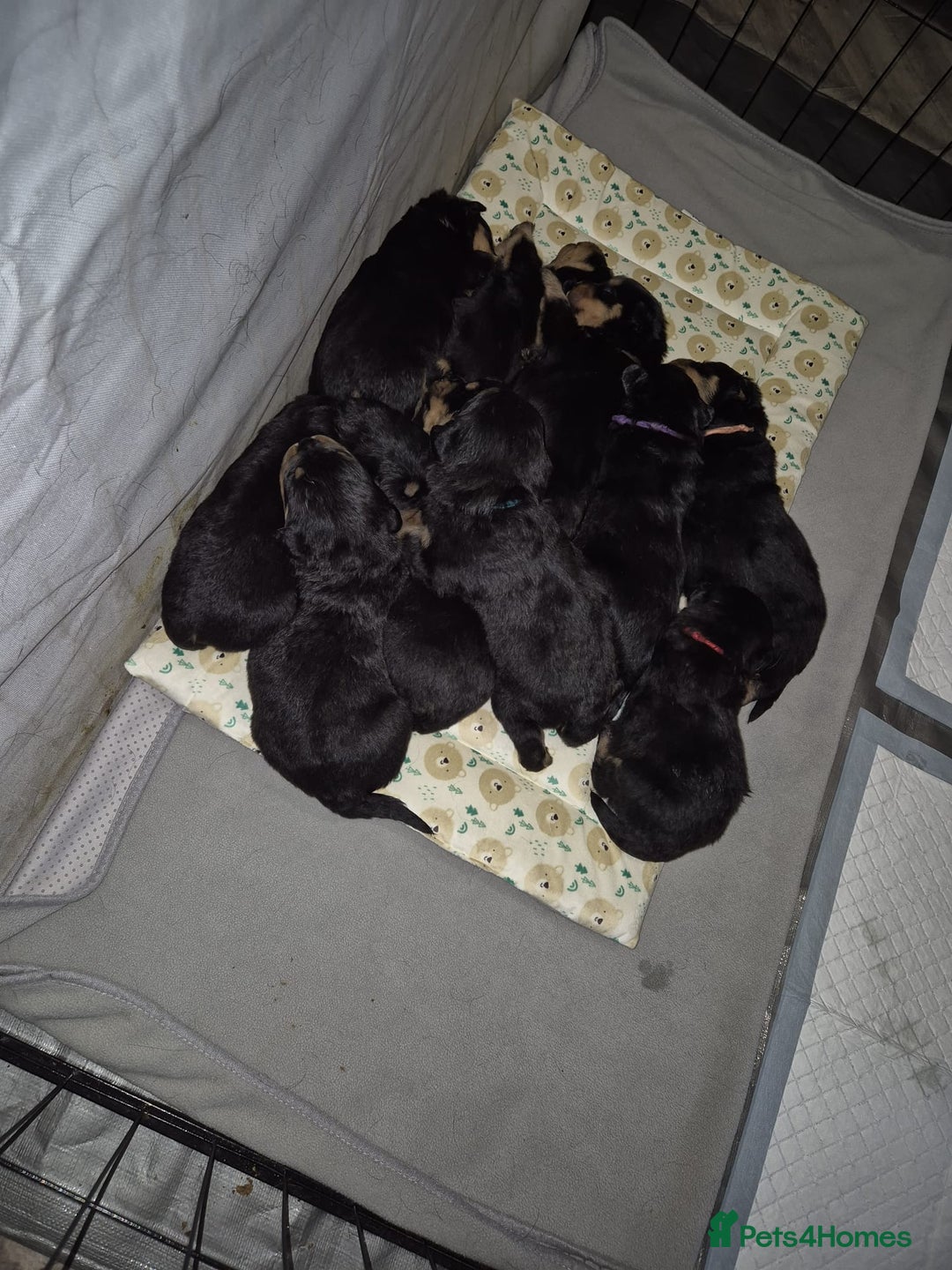 Rottweiler dogs for sale: Exceptional KC Registered Rottweiler - Advert 9