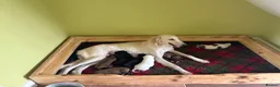 Mixed Breed dogs for sale: Whippet x Saluki Lurcher Pups For Sale in Hartlepool - Advert 31