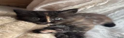 Maine Coon cats for sale: Fluffy Maine Coon Kittens - Advert 4