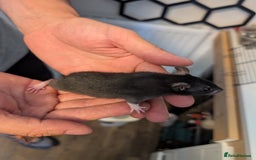 Rat rodents for sale: Female adorable baby rats only 4 left - Image 3